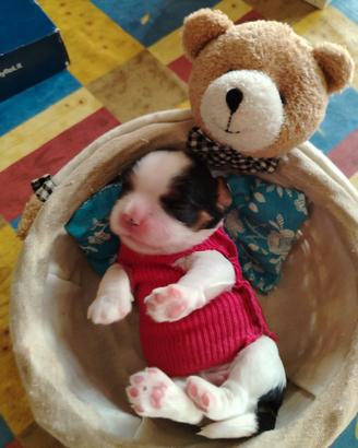 Cavalier king con pedigree enci