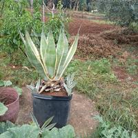 Pianta agave