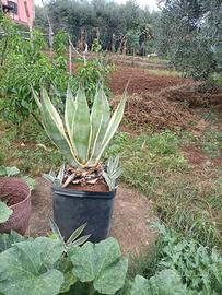 Pianta agave