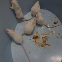 Topine Bianche nate e cresciute in casa