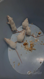 Topine Bianche nate e cresciute in casa