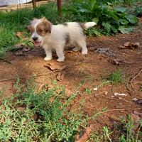 Jack russell terrier