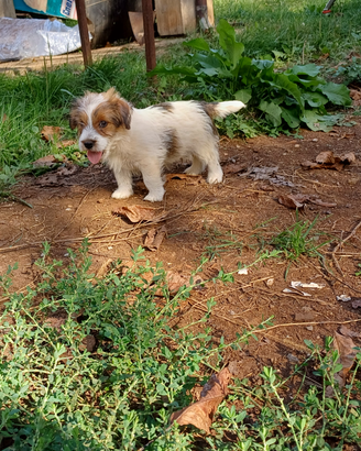 Jack russell terrier