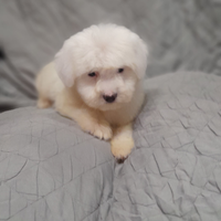 Maltese