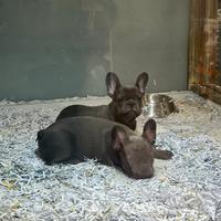 Cuccioli di bouledogue