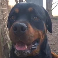 Koby giovane dolce rottweiler