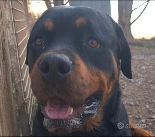 Koby giovane dolce rottweiler