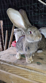 Conigli gigante delle Fiandre in purezza