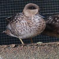 Anatra Alzavola grigia (Anas Gracilis)