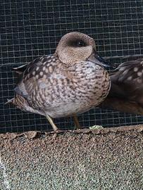 Anatra Alzavola grigia (Anas Gracilis)