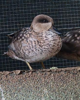 Anatra Alzavola grigia (Anas Gracilis)