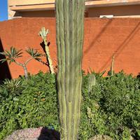 Cactus Pachycereus pringlei