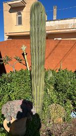 Cactus Pachycereus pringlei