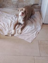Pit bull