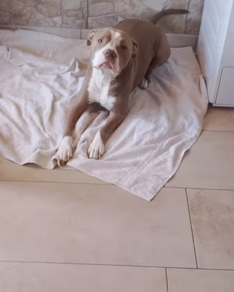 Pit bull