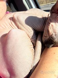 Gattina sphynx