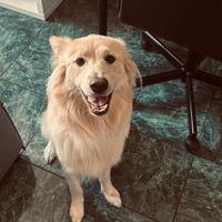 Regaliamo cane di taglia media