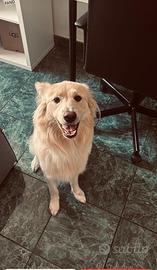 Regaliamo cane di taglia media