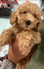 Cuccioli di barboncino nano