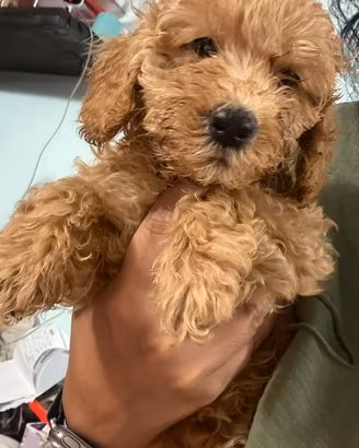 Cuccioli di barboncino nano
