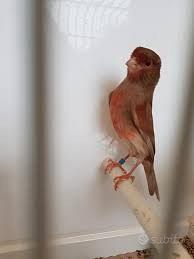 Canarino maschio bruno rosso intenso