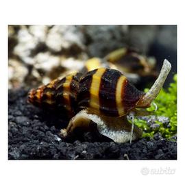 Lumaca Killer Anentome Helena