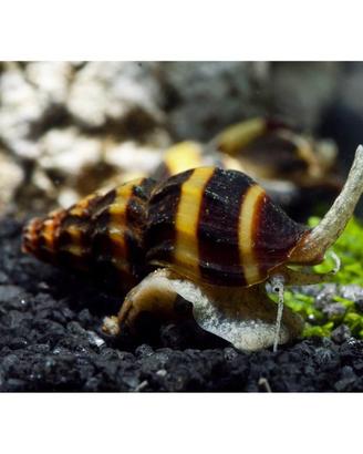 Lumaca Killer Anentome Helena