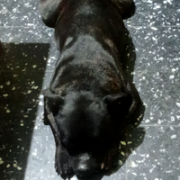 Staffordshire bull terrier