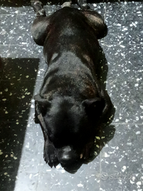 Staffordshire bull terrier