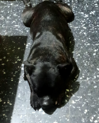 Staffordshire bull terrier