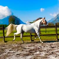 Cavalla Hispanoarabe