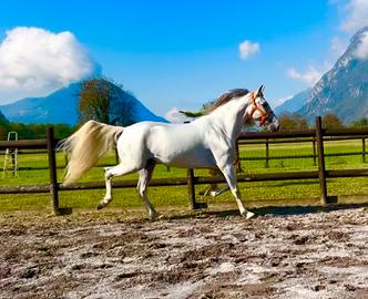 Cavalla Hispanoarabe