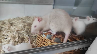 Ratti e topi bianchi