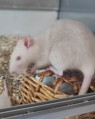 Ratti e topi bianchi