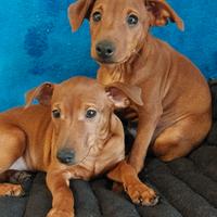 Pinscher - pincer - cuccioli