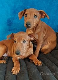 Pinscher - pincer - cuccioli