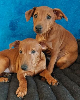 Pinscher - pincer - cuccioli