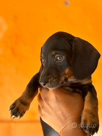 Bassotti neri focati