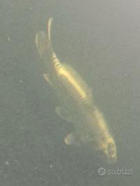 Carpa koi