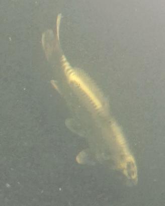 Carpa koi