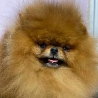 Accoppiamento Spitz TOY zwergspitz pomerania ROSSO