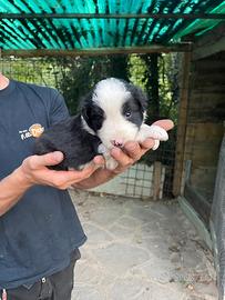 Cuccioli border collie