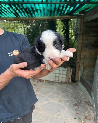 Cuccioli border collie