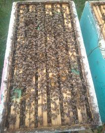 Nuclei api - regina selezionata