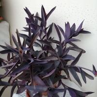 pianta colore viola 