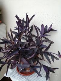 pianta colore viola 