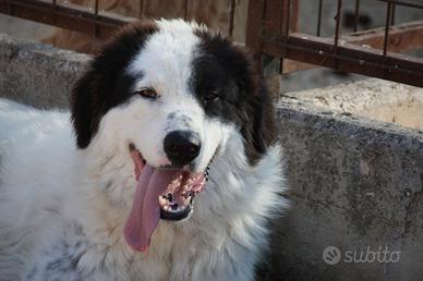 Cucciolone dieci mesi