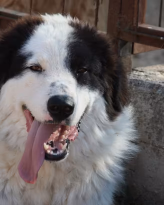 Cucciolone dieci mesi