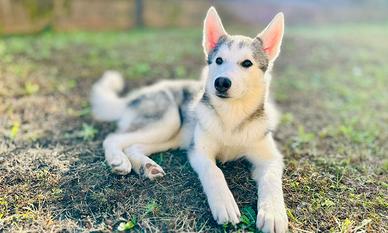 Cucciolo siberian husky 3 mesi zimella