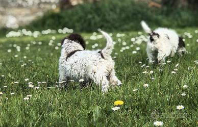 Cucciole Lagotto Romagnolo